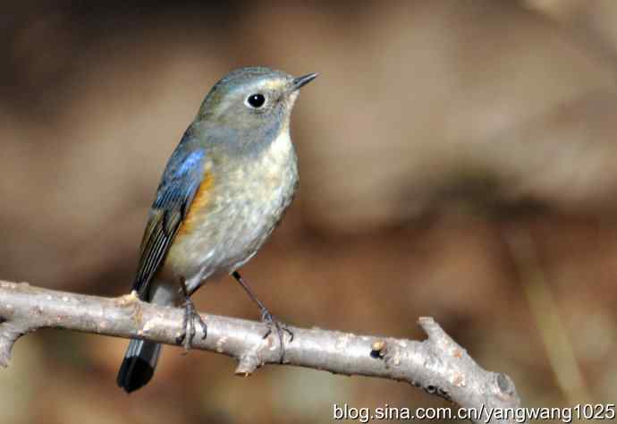 雄性红肋蓝尾鸲 wbr2