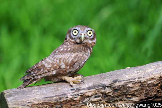 纵纹腹小鸮（1）