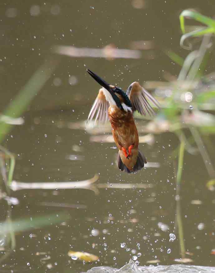 220.可爱小翠--飞姿图