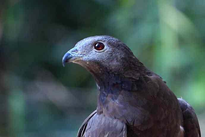 【吃蜜蜂的鹰---蜂鹰】