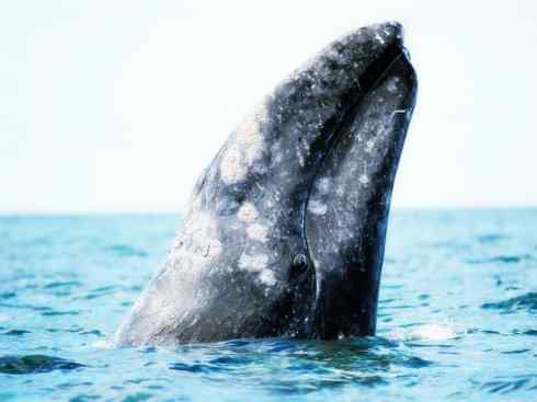 自然奇观：动物大迁徙(须鲸类)