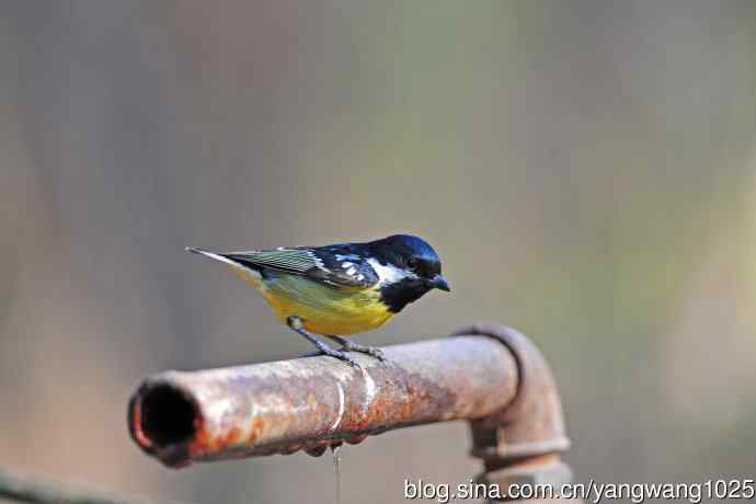 黄腹山雀（16）