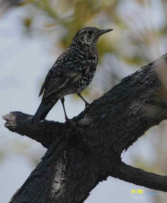 二鸫献寿:虎斑地鸫和宝兴歌鸫 二鸫献寿:虎斑地鸫和宝兴歌鸫