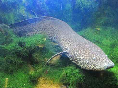 鱼类活化石：非洲肺鱼