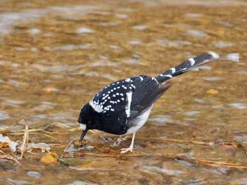 美丽无罪：雀鸟之溪鸲