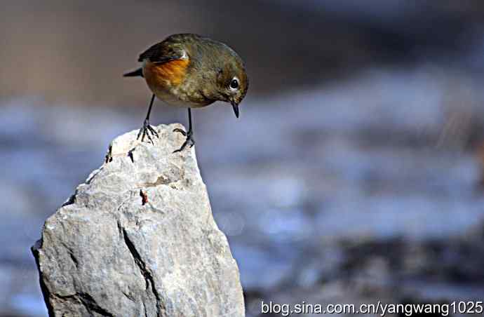 雌性红肋蓝尾鸲