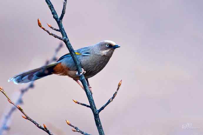 轻寒薄暖，再上川西