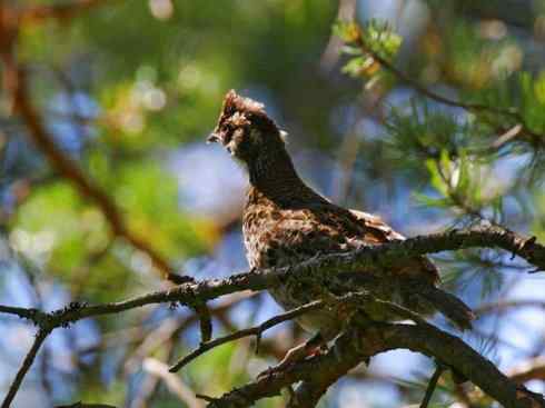 家禽驯化之源之十