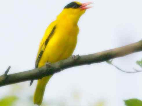 家禽驯化之源之三十一