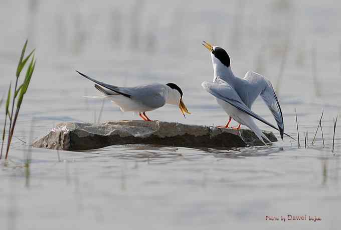 白额燕鸥：丹青写意 wbr似水柔情