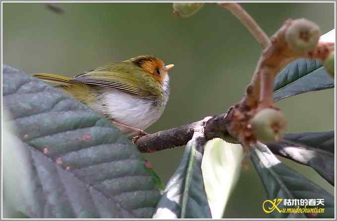 小鈥溩亓锄O莺鈥澯氪筲滪鈥潯菊掌