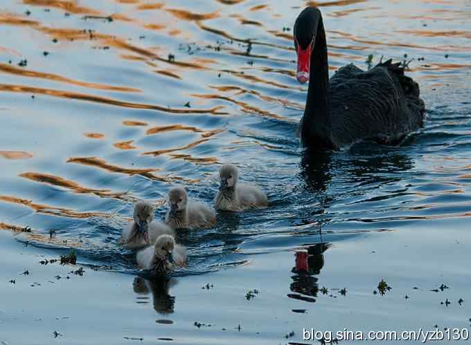 大的哪里来？小的哪里去？（组图，12张图片）