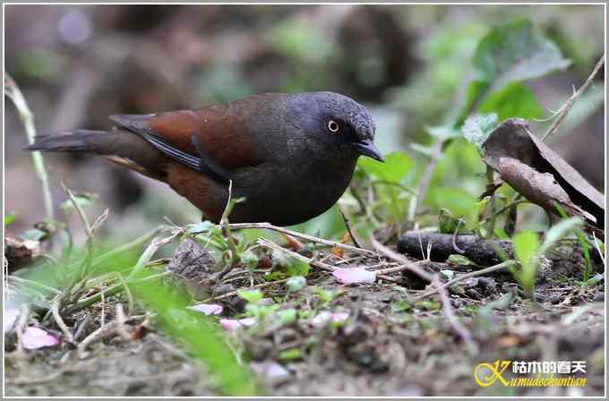 雨天拍到鈥溊醣逞茵意潯菊掌