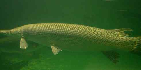 鱼类活化石：鳄雀鳝