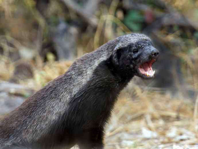 犬科：狐亚科之大耳狐