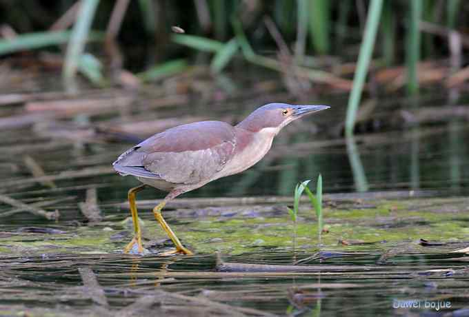 植物园：紫背.白眉和绿啄　