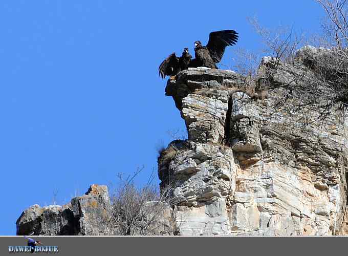 十渡秃鹫 wbr兀立山巅