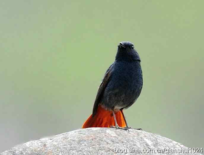 它可真能叫.十渡的红尾水鸲GG