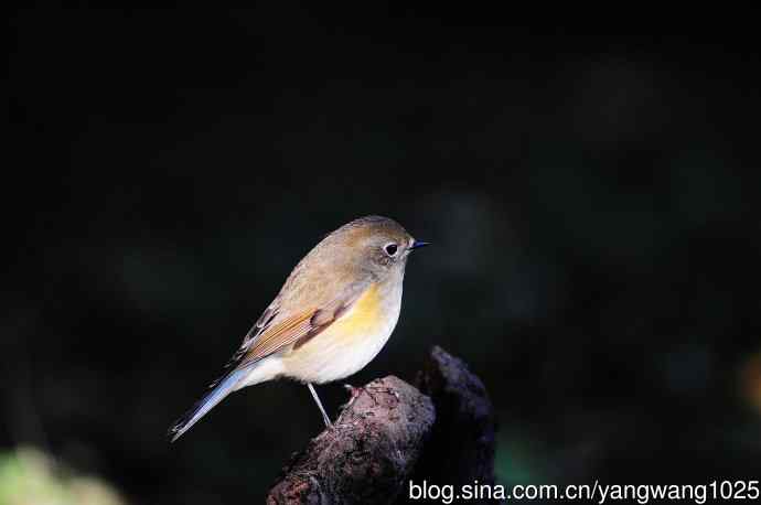 雌性红胁蓝尾鸲（50）