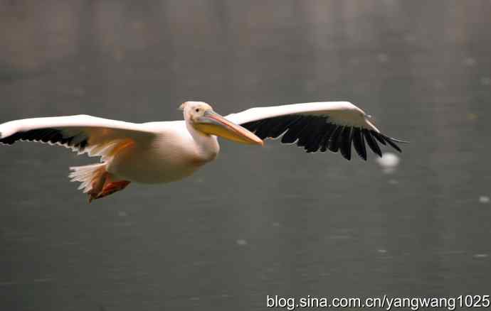 雨前、雾中拍水禽（十月十日杂片纪实）