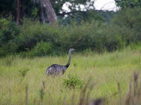 家禽驯化之源之十二 家禽驯化之源之十二