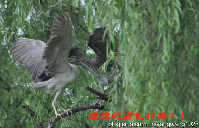 飞(夜鹭) wbr6 飞(夜鹭) wbr6