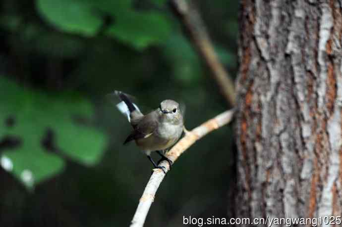 红喉姬鹟（24）