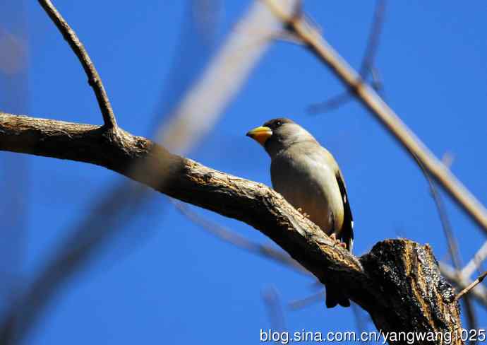 黑尾蜡嘴雀 wbr2