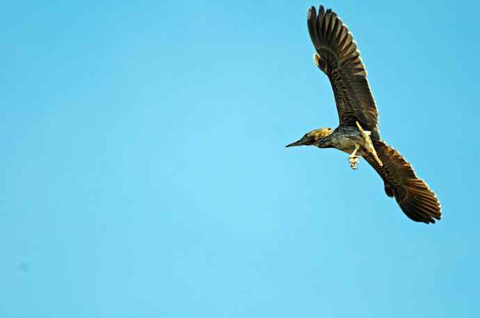 北京动物园的鸟类——飞（夜鹭）40