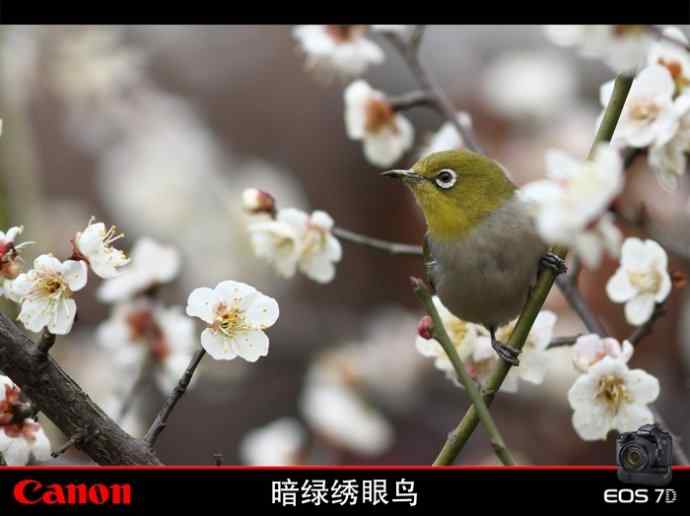 暗绿赏梅 暗绿赏梅