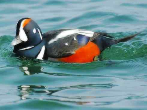 雁鸭之最之六（丑鸭、秋沙鸭、花脸鸭、针尾鸭）