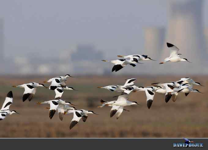 迁徙的鸟：飞翔的反嘴鹬