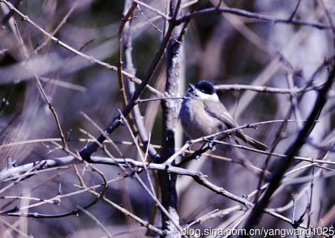 褐头山雀(2) 褐头山雀(2)