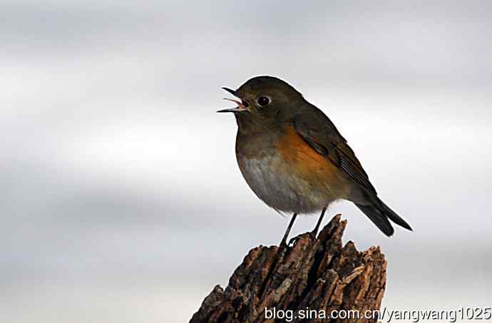 北京植物园的鸟类——红肋蓝尾鸲（雌性）2
