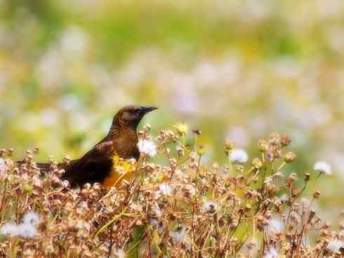 雀鸟也彪悍:小鸟也疯狂(红翅黑鹂) 雀鸟也彪悍:小鸟也疯狂(红翅黑鹂——拟鹂科的战斗种族)