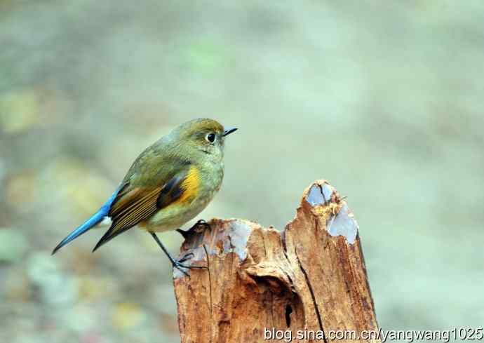 雌性红胁蓝尾鸲(4) 雌性红胁蓝尾鸲(4)