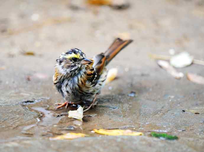 不修边幅（跟踪记录的一只小鸟）1