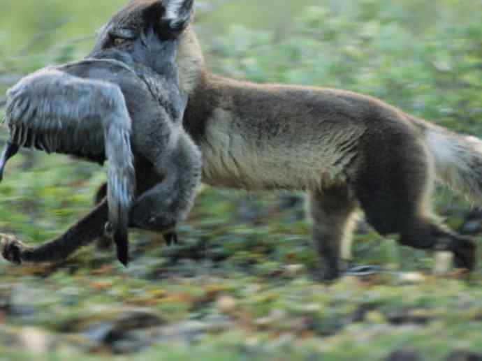 犬科：狐亚科之北极狐（雪鸮、雷鸟）