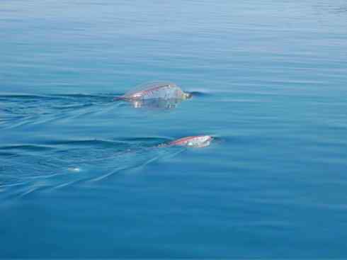 龙：传说的兽原型探秘（鲤鱼）