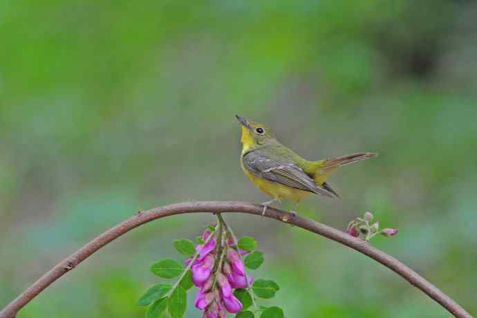 雌性绿背姬鶲(12) 雌性绿背姬鶲(12)