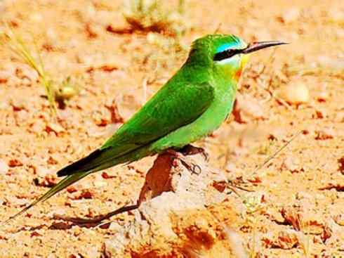 绝色攀禽：佛法僧目之蜂虎2