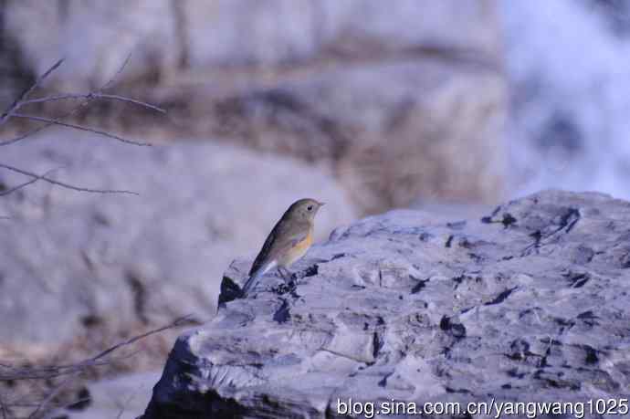 变焦（70-300）拍鸟儿【原版片】