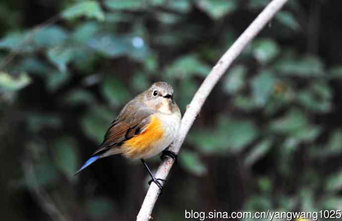 雌性红胁蓝尾鸲（45）