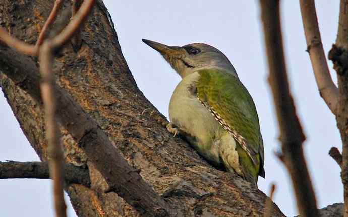 北京植物园赏鸟（十六），灰头绿啄木鸟（组图）