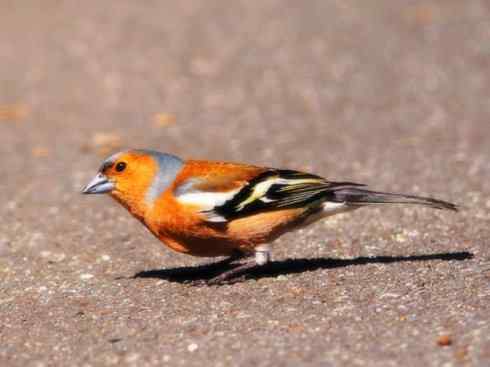 家禽驯化之源之三十二