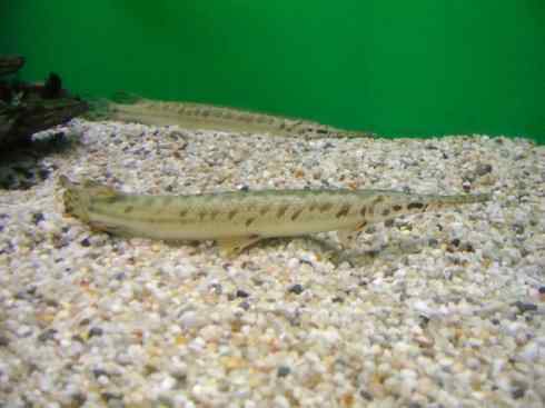 鱼类活化石：鳄雀鳝