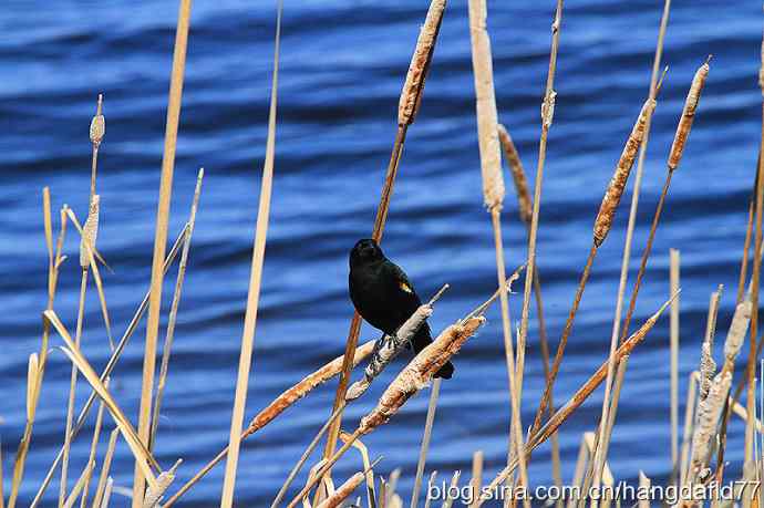 红翅黑鹂 红翅黑鹂