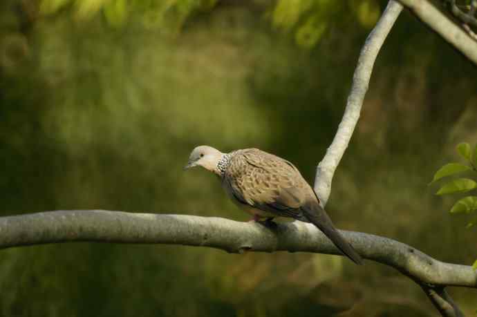 澳洲拍鸟鈥斺敶蚶α料啵1) 澳洲拍鸟鈥斺敶蚶α料啵1)