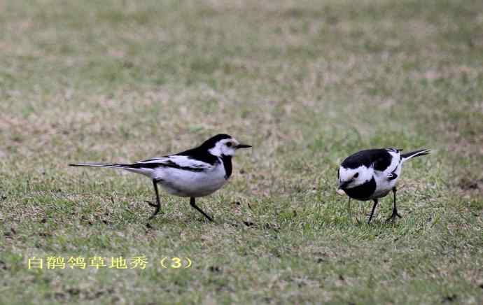 183.又见白鹡鸰--草地秀、菜鸟