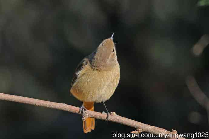 雌性北红尾鸲(3) 雌性北红尾鸲(3)